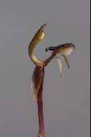 Myrmechila truncata